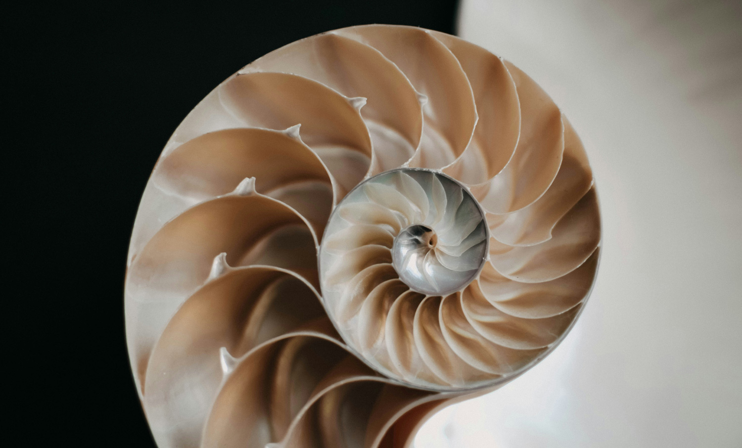 Golden Ratio – Test 4